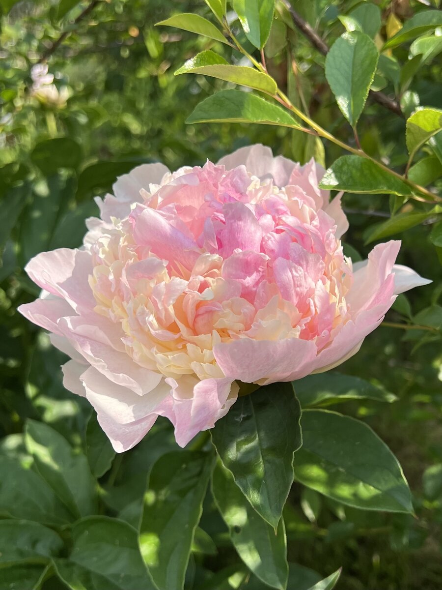 Пион молочноцветковый Raspberry Sundae.