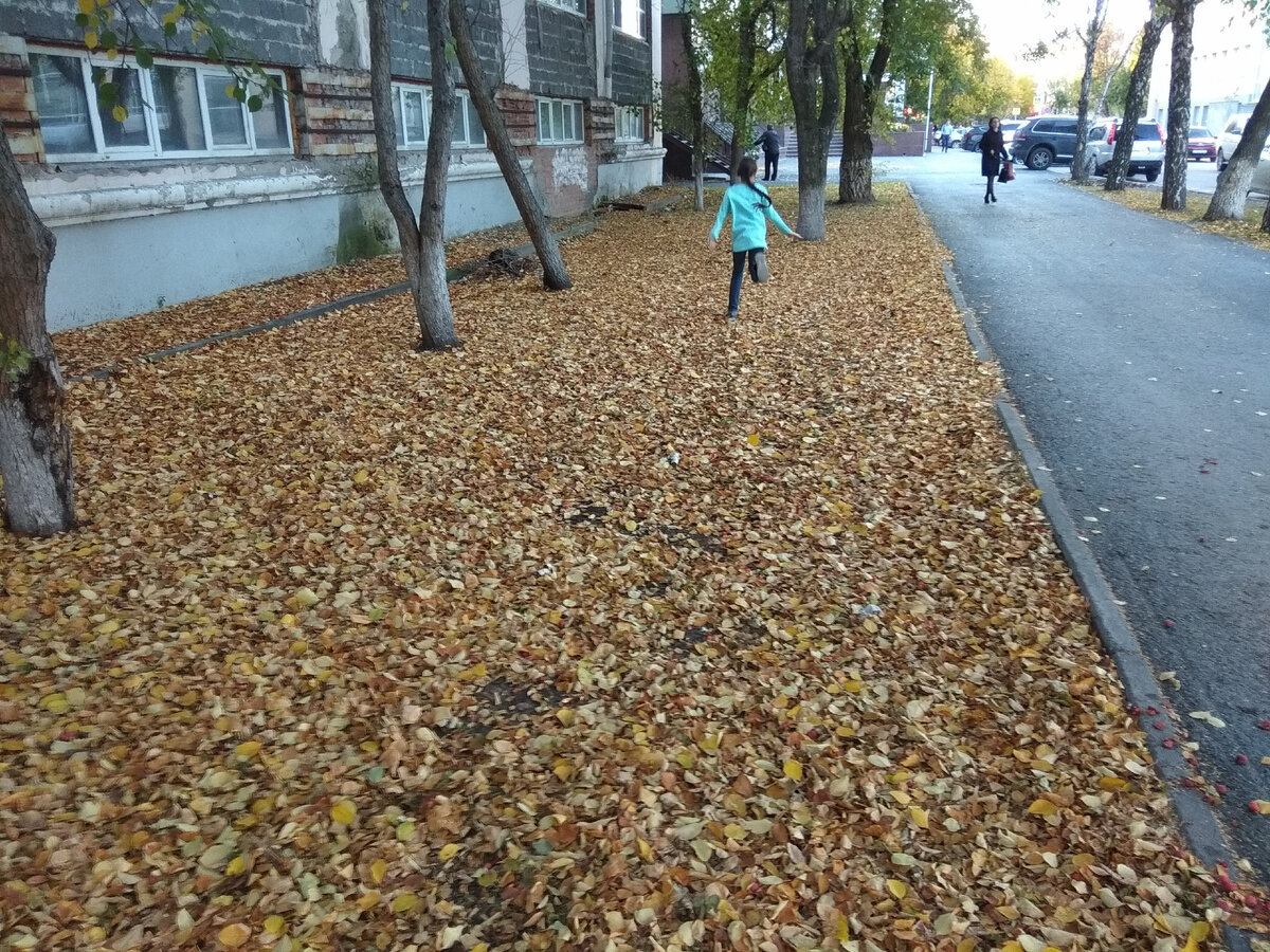 А вот таким этот же участок газона был в сентябре 2018-го...