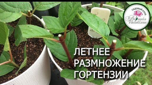 ЛЕТНЕЕ РАЗМНОЖЕНИЕ ГОРТЕНЗИИ