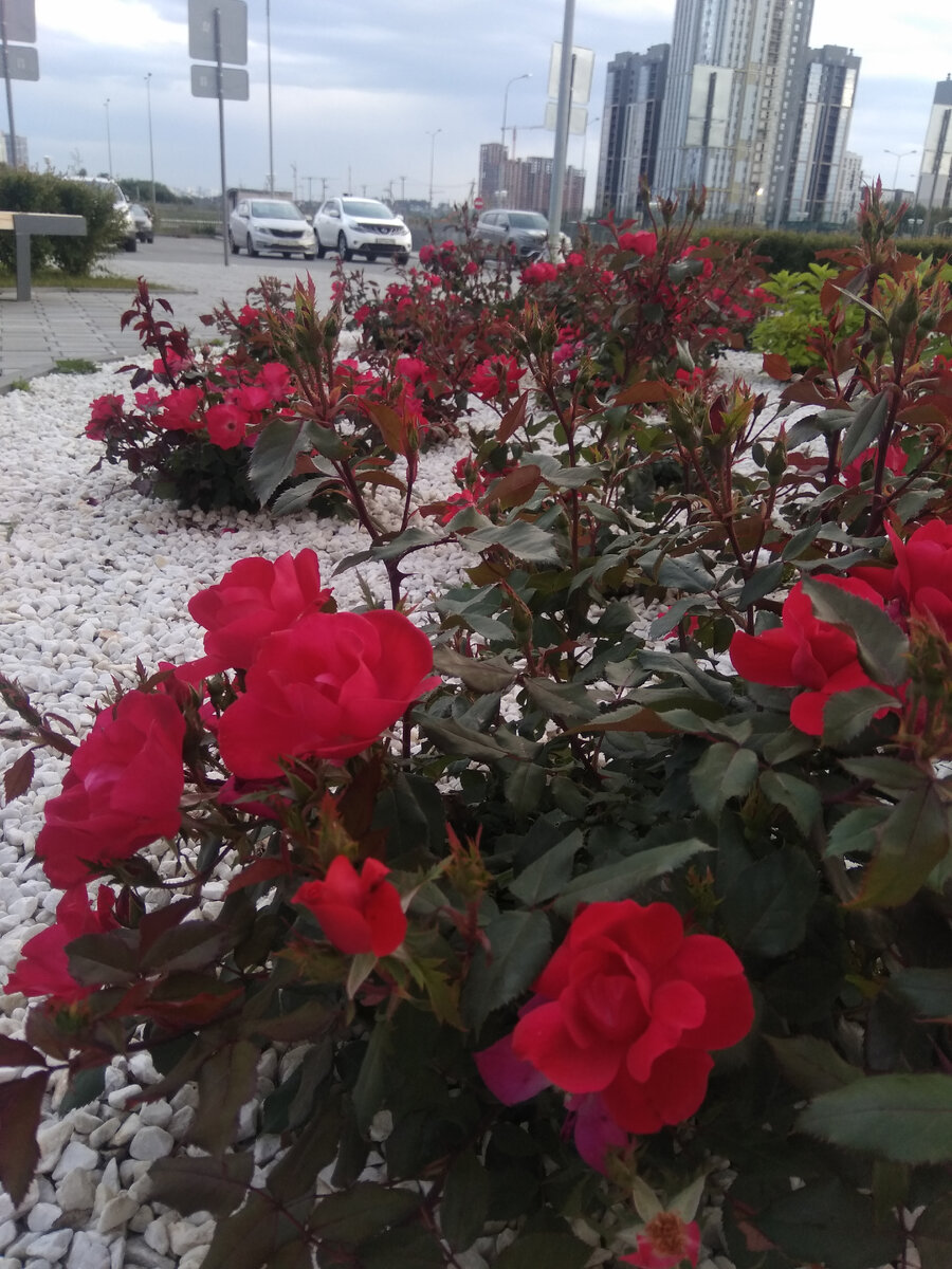 Спортклуб " Территория сквош" в Екатеринбурге находится в районе Академический