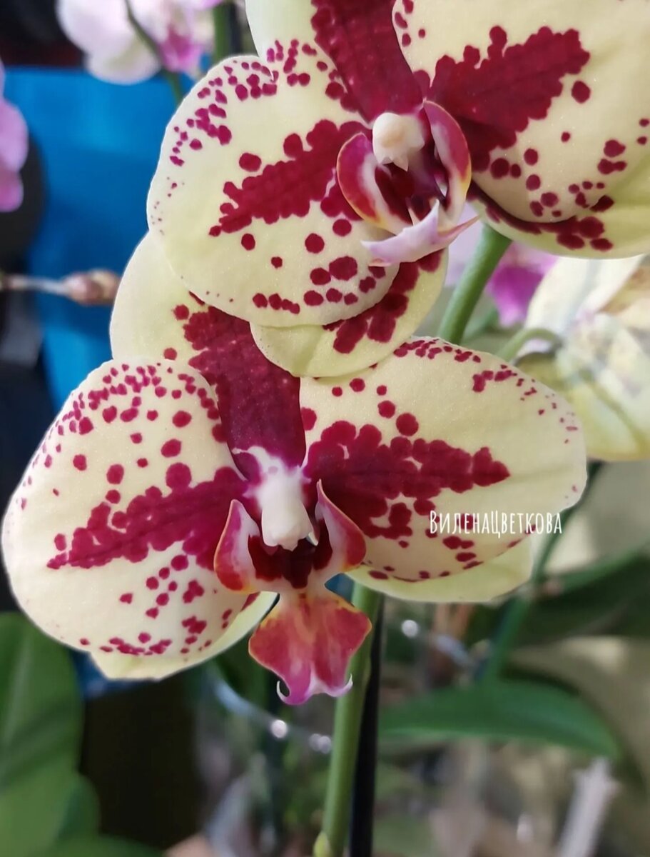 Starfish не ароматная, цветы искрятся, очень яркая красавица😍!