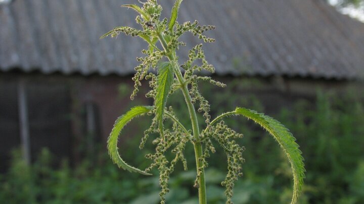 ФОТО: ANVAR GALEEV/RUSSIAN LOOK/GLOBALLOOKPRESS