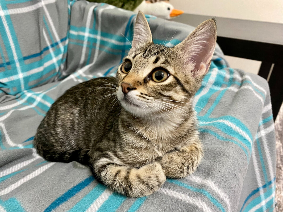 Кто заметил на этой фотографии гуся, тот молодец:)