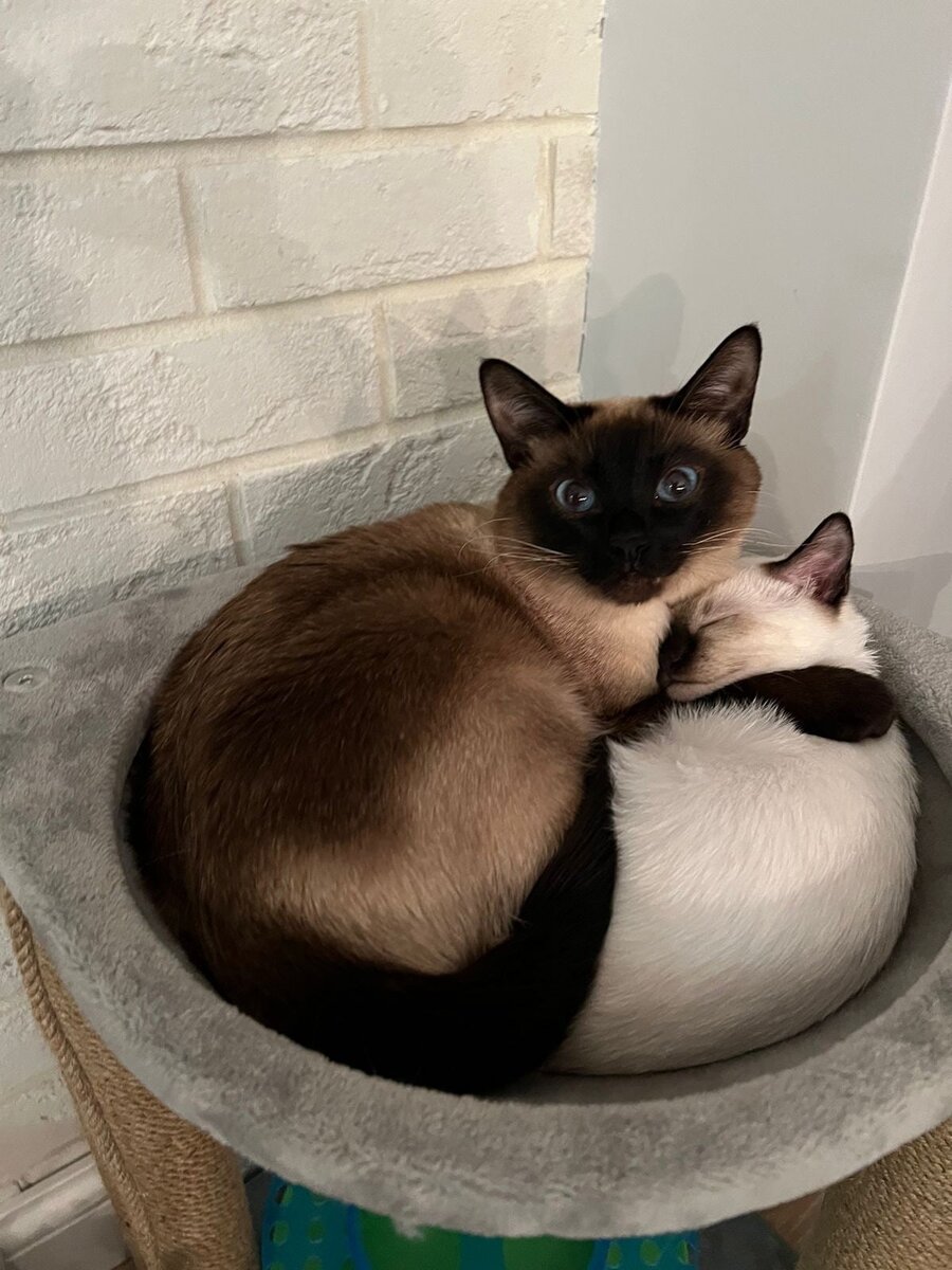 Муфася и Бася. Спустя два года ребята завели второго тайского котёнка. И всё внимание Муфаси теперь отдано Басе)