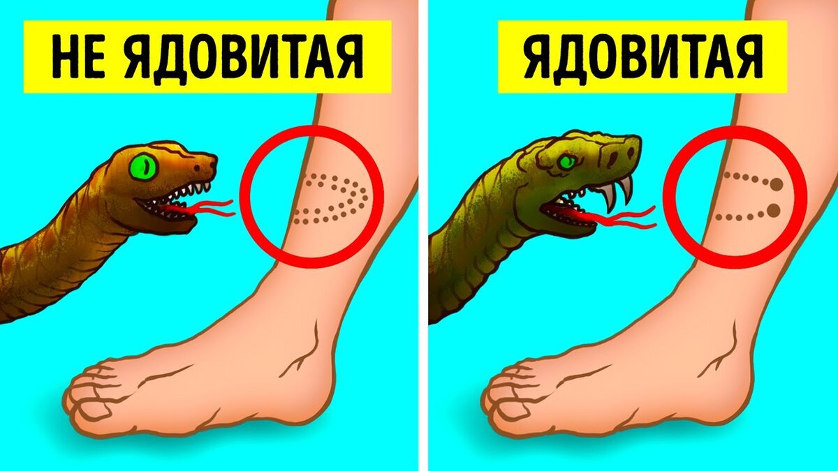 Змея демонстрирующая свой рисунок на теле для устрашения в момент опасности