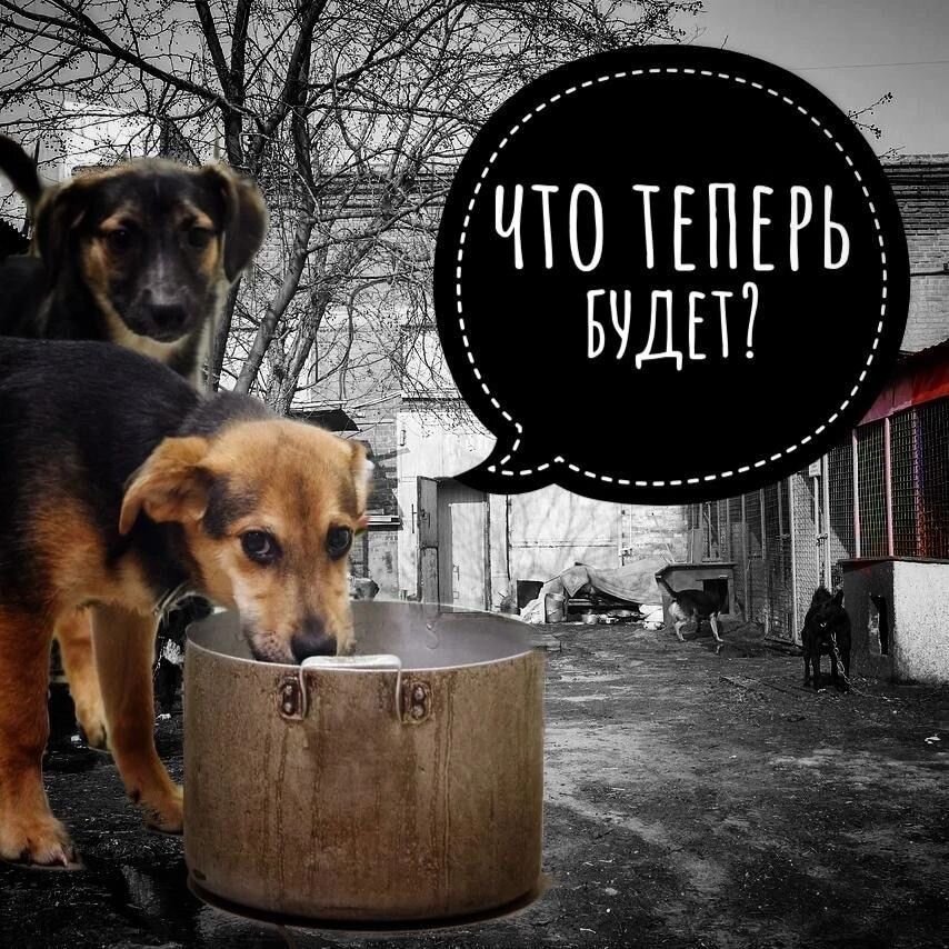 В приюте наступил голод