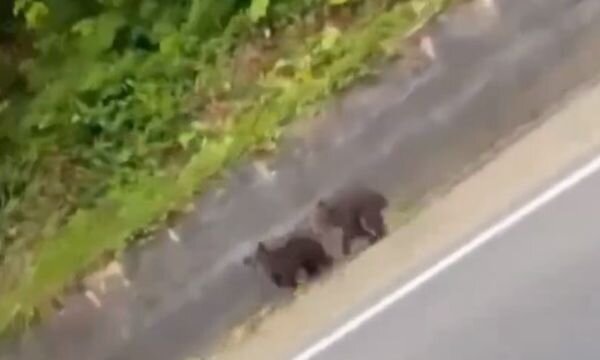 Источник фото: скриншот видео//t.me/sochitypical