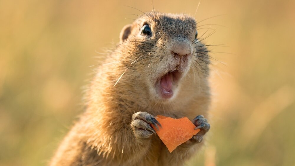    Фото: Shutterstock