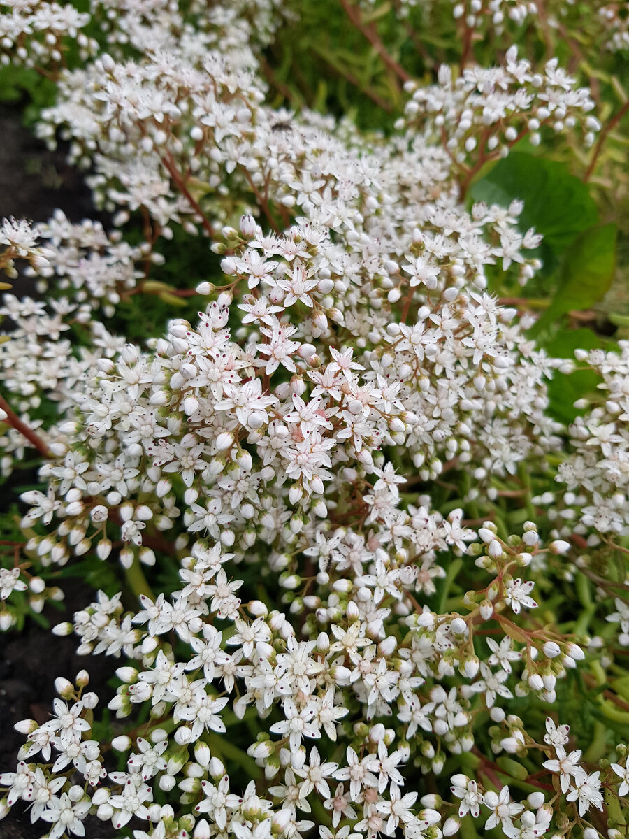 Цветочки зацвели, названия не знаю,  фото автора