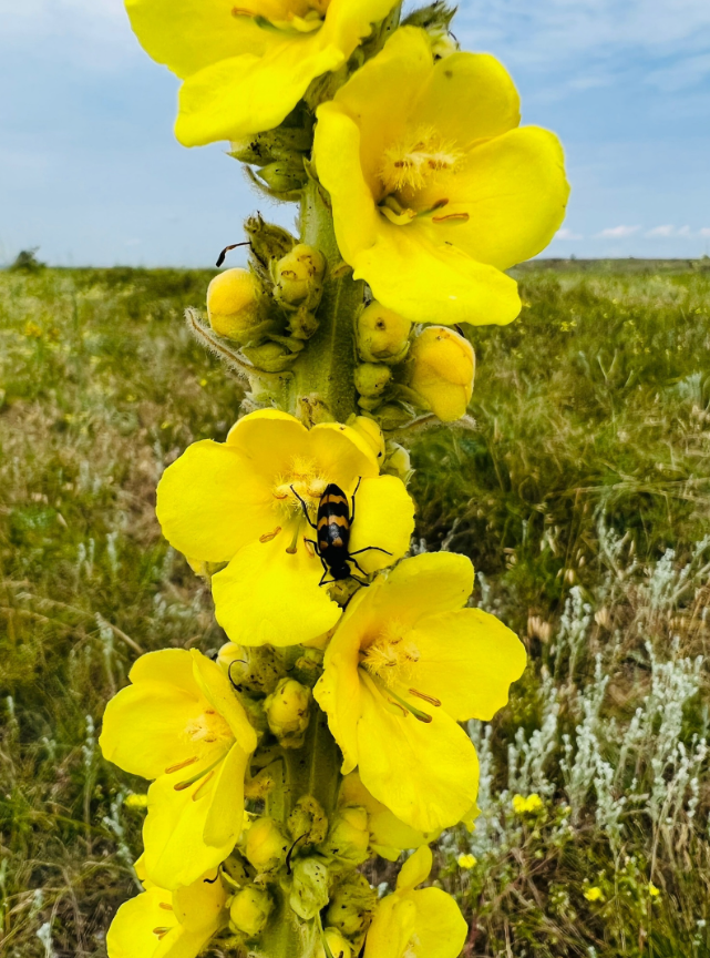 Коровяк Verbascum Honey Dijon