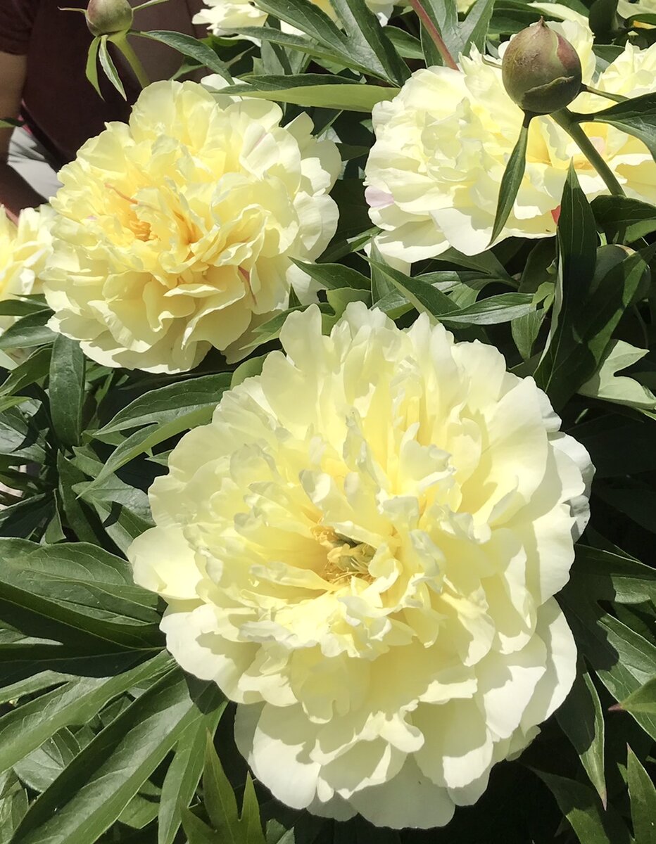 Люблю пионы, поэтому вместо стола, здесь пионы ))