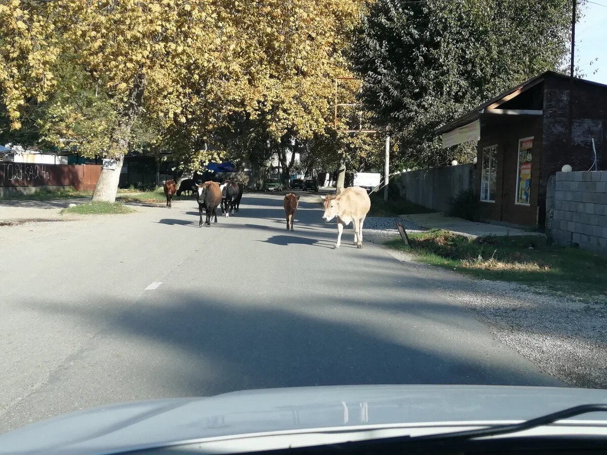 Коровы на дороге Абхазии - обычное дело. Фото Светы Давыдовой