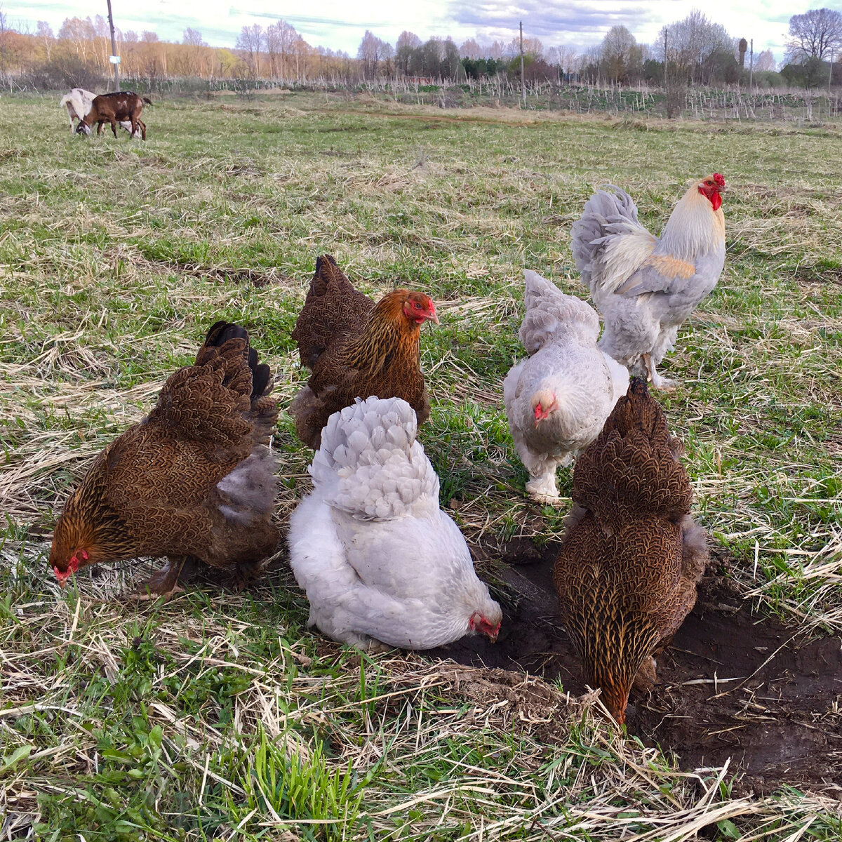 куропатчатые и изабеловые с генотипом ebeb