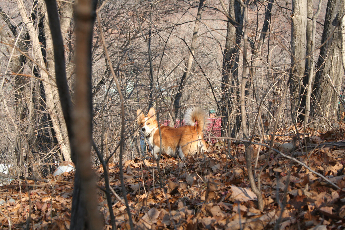 Моя собака, ушедшая в этом году в страну счастливой охоты