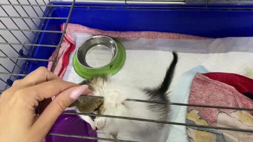 Борьба за жизнь маленькой особенной крохи | Софи | Приют животных ...