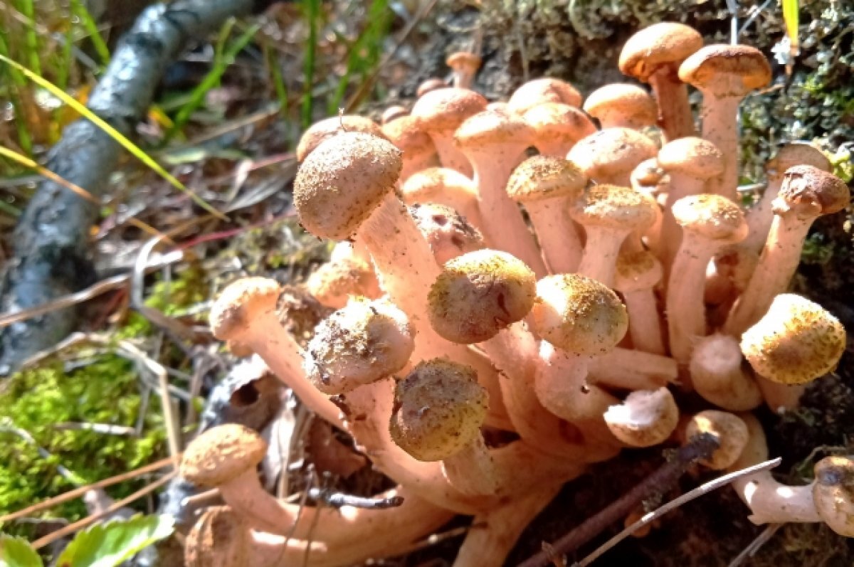    Первый в этом сезоне случай отравления грибами зафиксирован на Урале