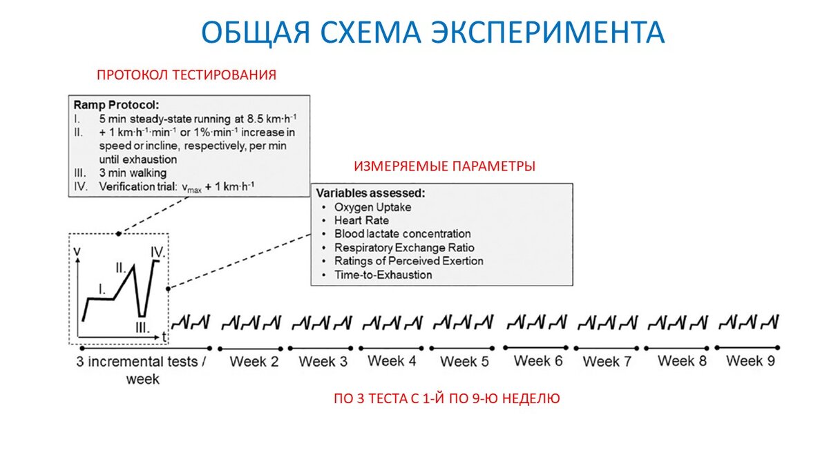 Рисунок 1. Протокол тестирования включал постепенно возрастающую работу на беговой дорожке и измерение ряда физиологических параметров: потребление кислорода, ЧСС, концентрация лактата в крови, дыхательный коэффициент, субъективное ощущение нагрузки и время до истощения.