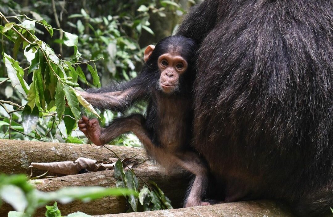 ближайшие родственники человека обезьяны. шимпанзе ближайший родственник человека. шимпанзе ближайший родственник человека. шимпанзе ближайший родственник человека. шимпанзе ближайший родственник человека.