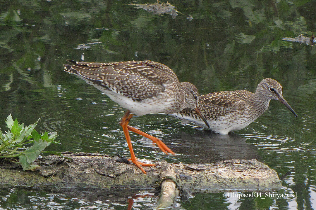 В кадре поместилось два ТРАВНИКА, а село четыре. Просто я не был готов к такой неожиданности.