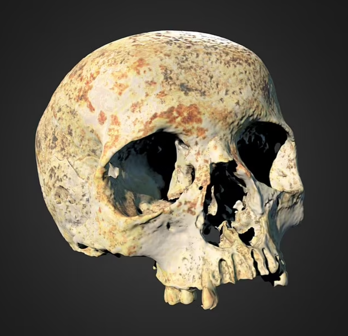    Череп Авы / © Adeola Fabola via Pen News