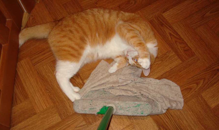 Что заставляет кошек сходить с ума от запаха хлорки