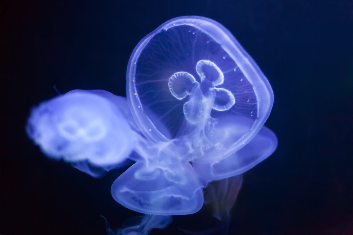  https://ru.freepik.com/free-photo/common-jellyfish_1329053.htm