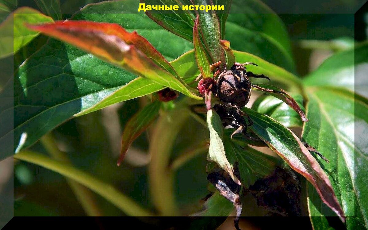 https://vk.com/photo-159774511_457261092