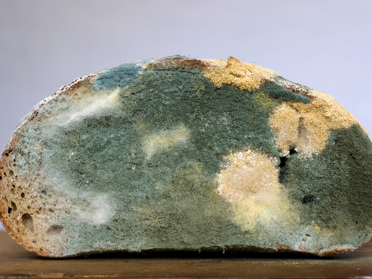 Плесень - это микроскопический грибок, который часто встречается в окружающей среде. Он может проявляться, например, в производстве сыра или антибиотиков, но также становится проблемой, когда начинает размножаться в домашних условиях или на рабочем месте.