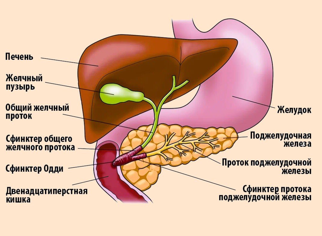 Покажи печень. Желчный пузырь расположение строение анатомия. Печень и поджелудочная железа анатомия. Печень, желчный пузырь, поджелудочная железа анатомия строение. Поджелудочная железа желчный пузырь анатомия.