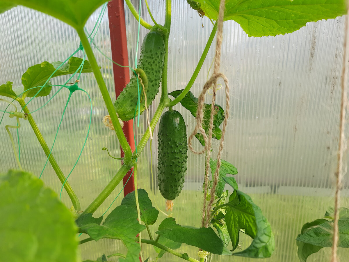 Огурец Ленара F1, 2 июля