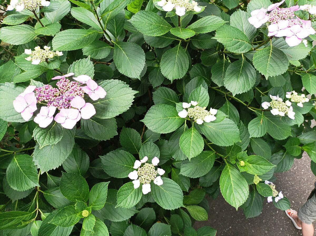 Немного красоты, цветы всегда прекрасны