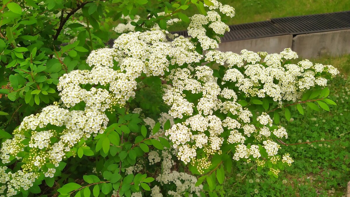     Граждане вытащат из закромов авоськи. Они сегодня в моде, потому что экологична и занимают мало места. Название этой сумки пошло с миниатюры Аркадия Райкина, где его герой говорил: « А это авоська. Авось-ка я что-нибудь в ней принесу!» Сегодня Международный день отказа от полиэтиленовых пакетов.
