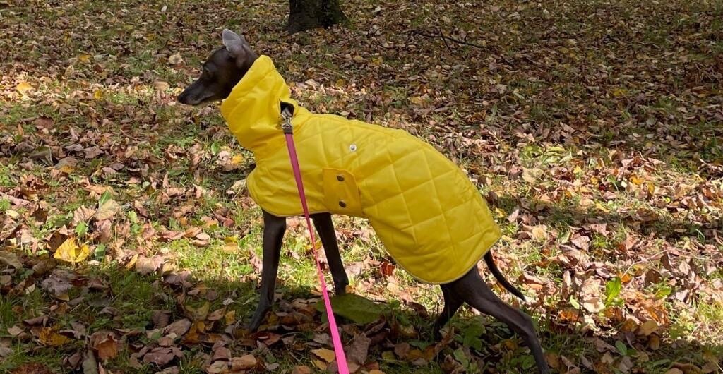 Стеганый плащ для левреток