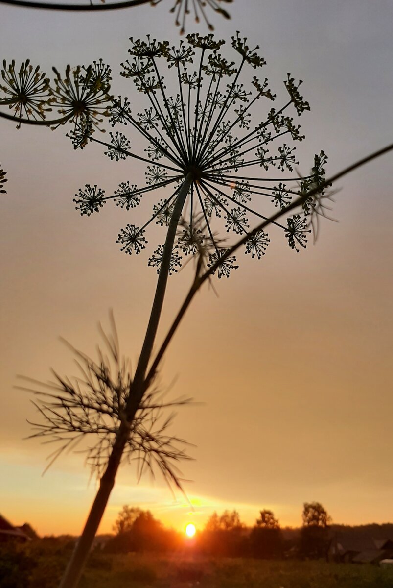 Закаты в деревне