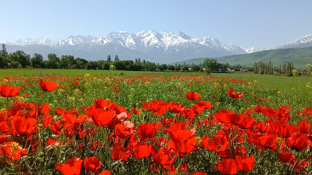 Цветок Воронец в горах Тянь Шаня