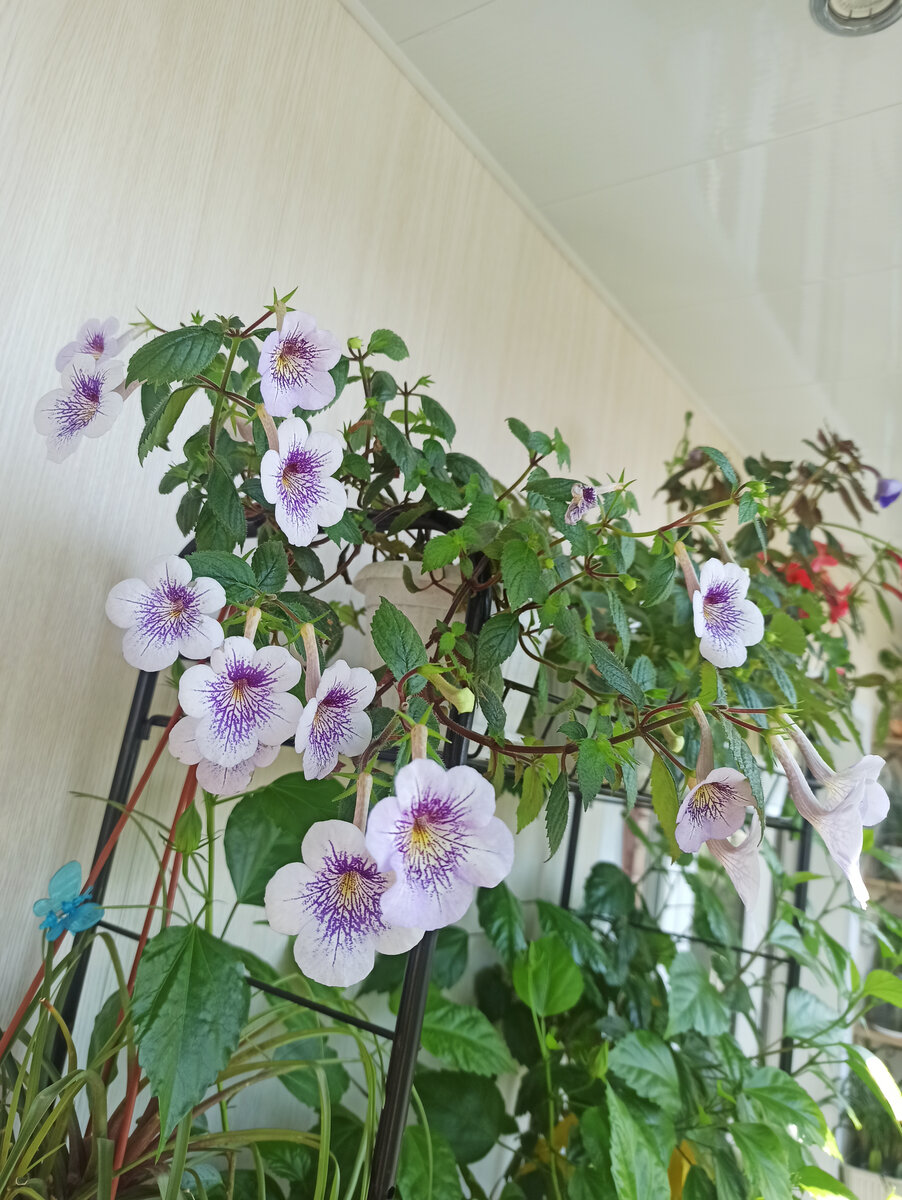 Цветение 2023г.