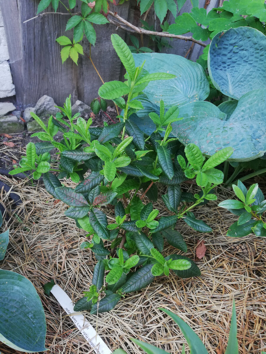 Рододендрон "Гибралтар". Пришлось обрезать, так как листва вся погорела на солнце. Теперь отращивает новые побеги.