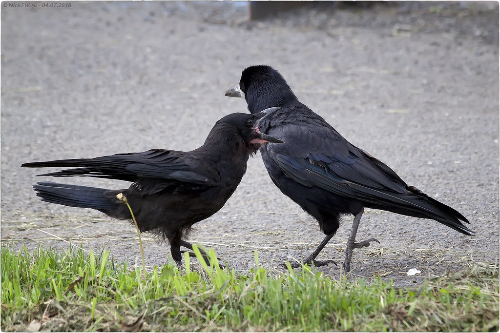 1. Грачи - старый и молодой © NickFW.ru - 04.07.2018г.
