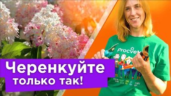 Все черенки легко приживутся! Как размножить гортензию летом: подготовка черенков, почва и другие важные нюансы