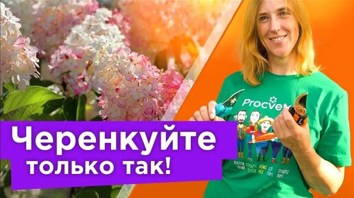 Все черенки легко приживутся! Как размножить гортензию летом: подготовка черенков, почва и другие важные нюансы