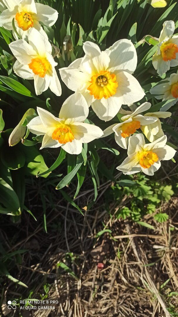 единственная фотка сделанная рано утром, между пробежками по сарайкам)