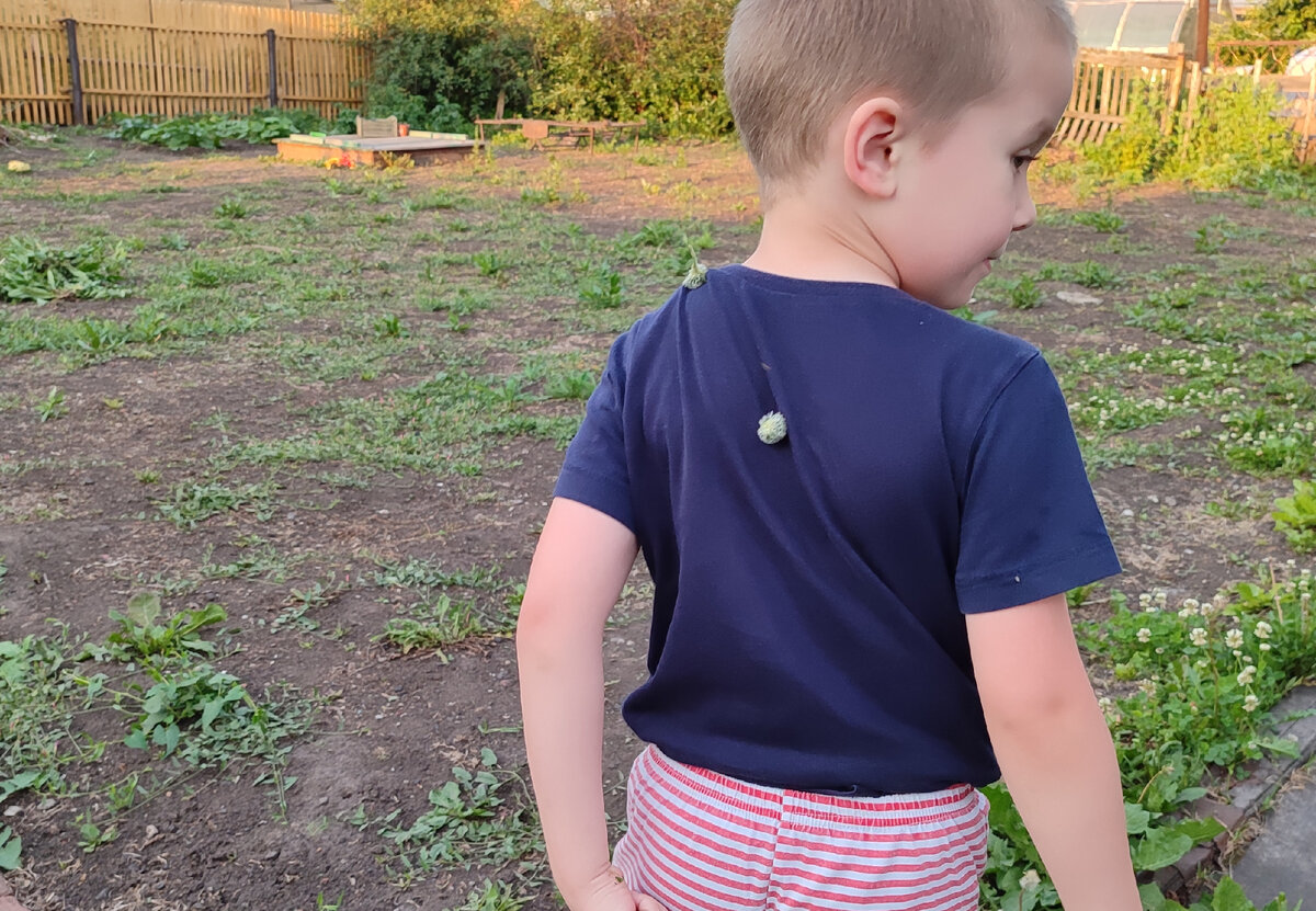 Ваде колючкой прилетело