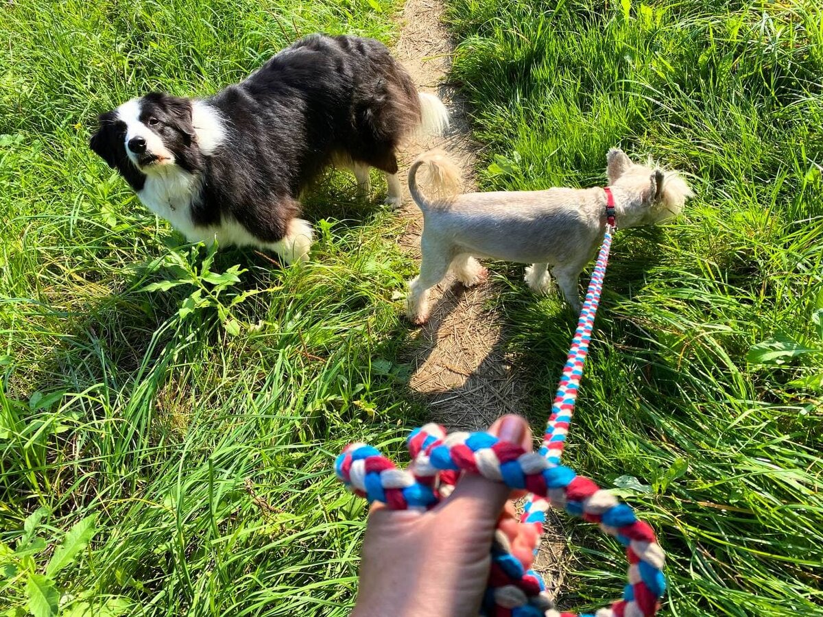 Фиона на поводке, а Баста без