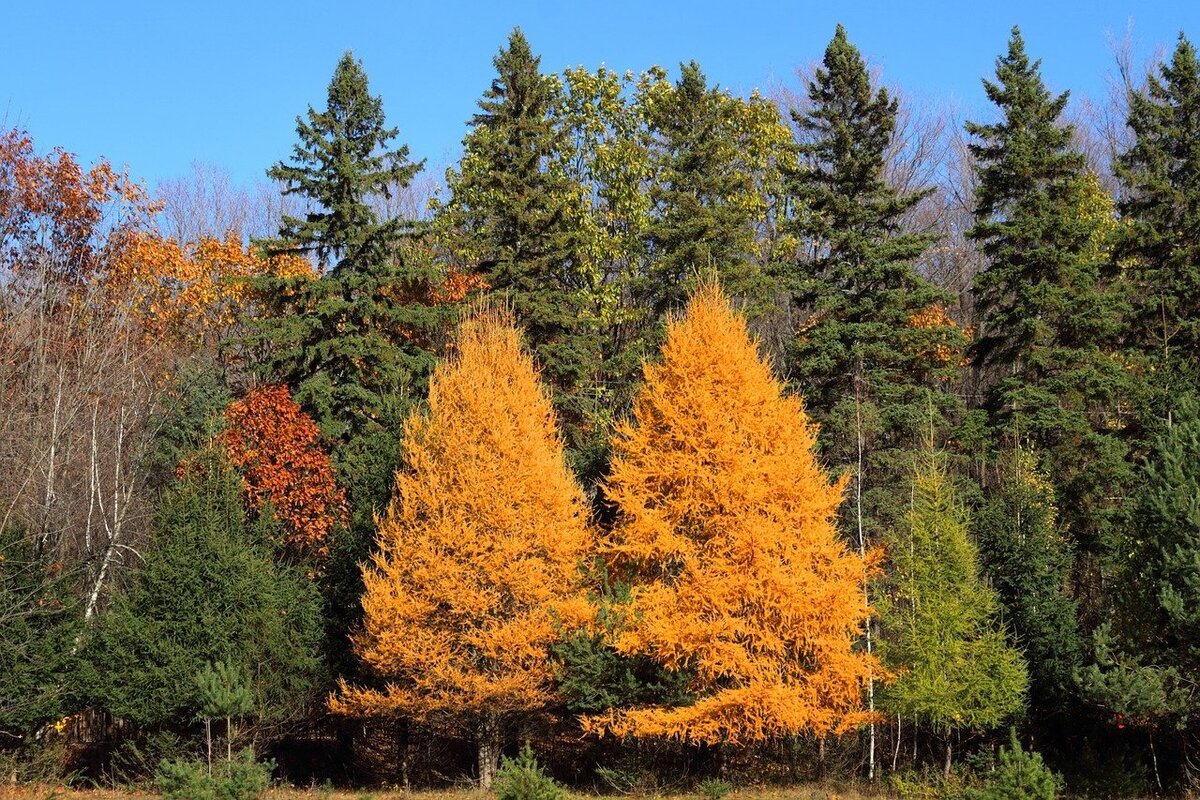 Сосна и лиственница хвойные деревья. Лиственница Сибирская Larix sibirica. Лес Даурской лиственницы. Лиственница Сибирская осенью. Ель с сибирской лиственницей.