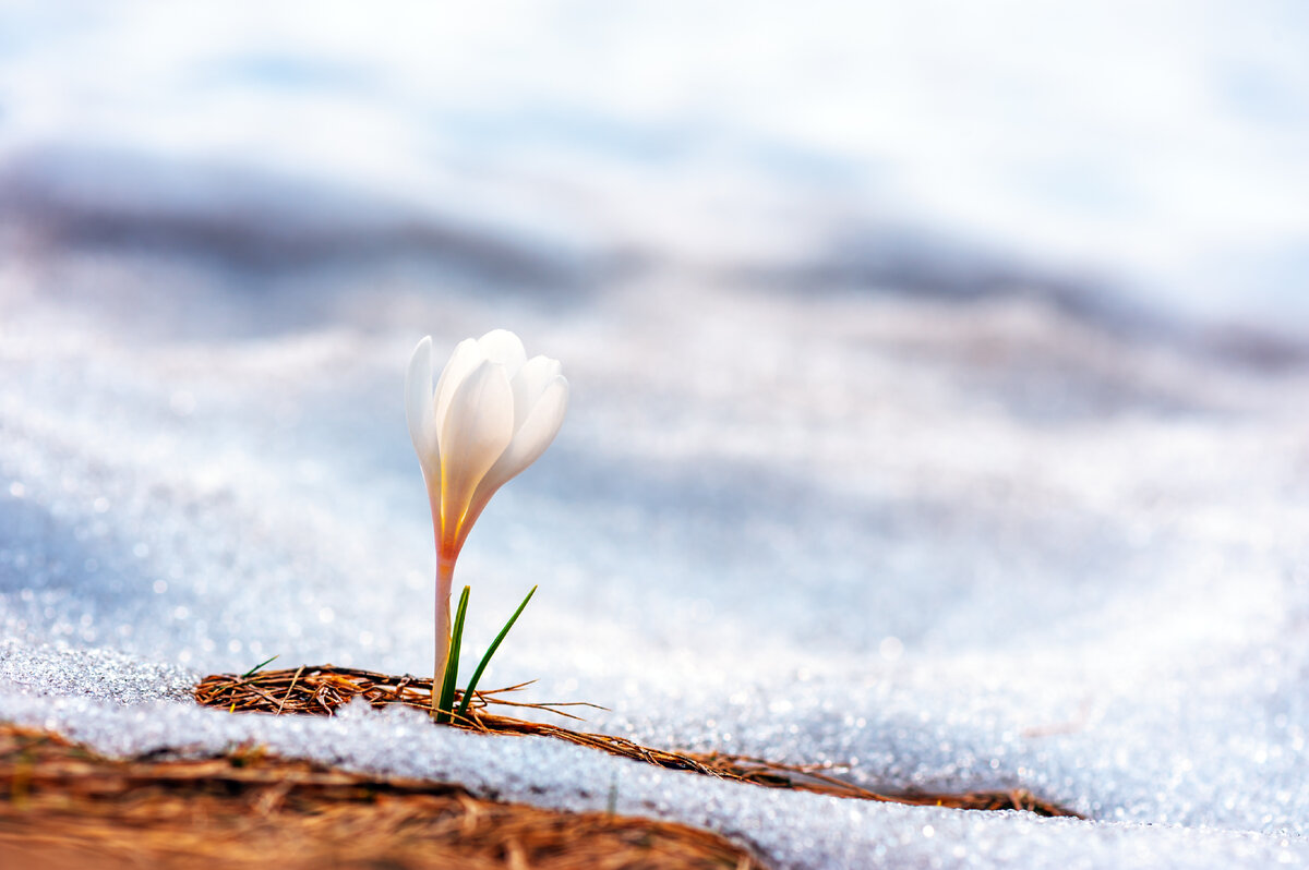 Фото: Adobe Stock