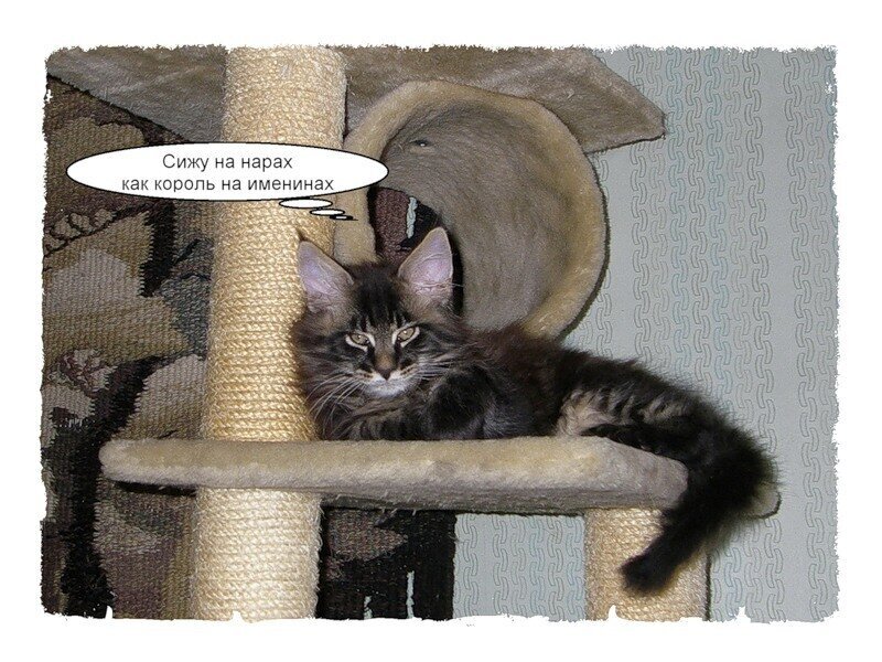 Когда фонарики качаются. Котовский фильм 1942 актёры. Аркадий северный фото. Фонарики ноты. Сижу на нарах как король на именинах картинки.