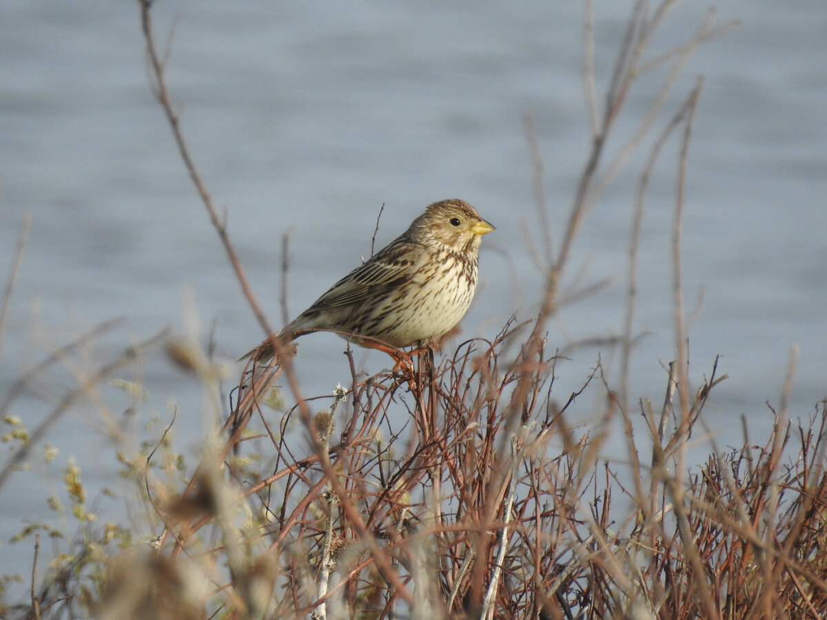 Просянка, Волгоградская область, 18 апреля 2023, фото автора