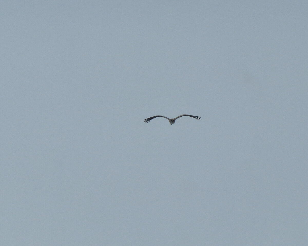 Серый журавль