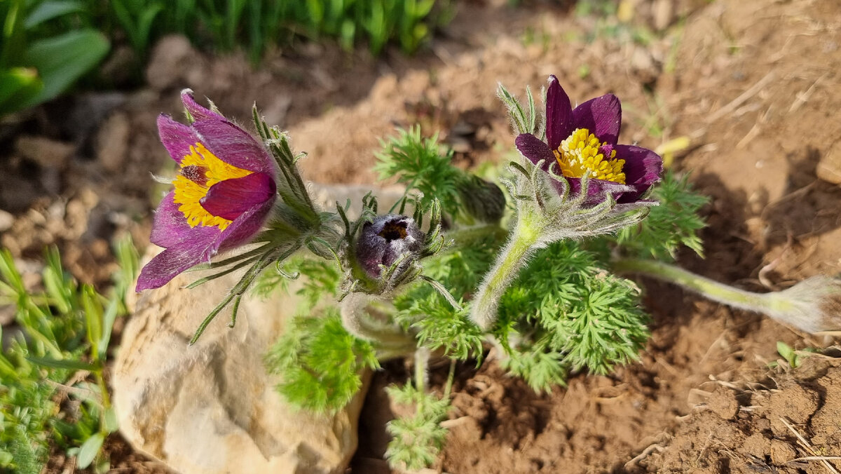 Ещё один прострел.