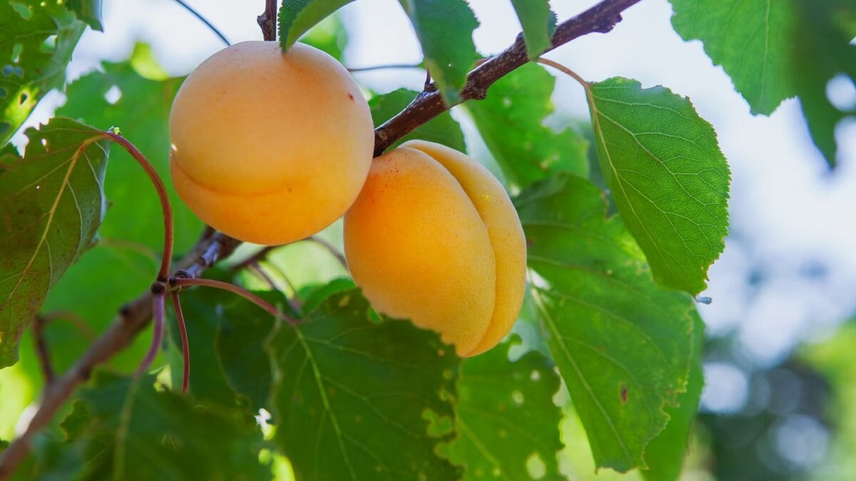    Как правильно ухаживать за абрикосовым деревом